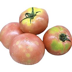 88VIP：GREER 绿行者 青粉番茄 2.5kg