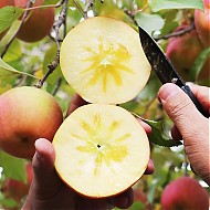 阿克苏苹果 新疆冰糖心苹果 红富士苹果礼盒 脆甜 含箱约10斤装果径80-90mm