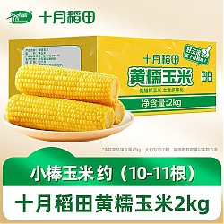 十月稻田 黄糯玉米2kg 东北粘玉米 箱装