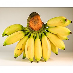 PLUS会员：粤云山 小米蕉 生香蕉小香蕉 9斤
