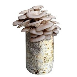 寿禾 自种家种蘑菇菌包